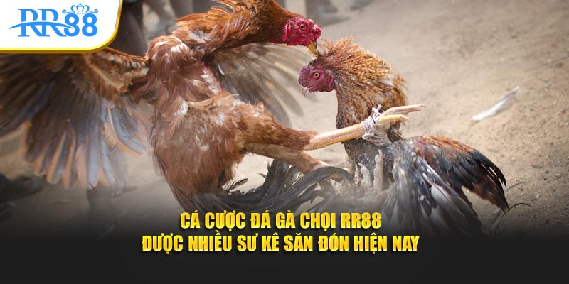 cá cược đá gà chọi rr88 được nhiều sư kê săn đón hiện nay